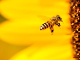 Seminar: Honeybees, Varroa destructor, the Acute Bee Paralysis Virus, Neonics: A Differential Equations Perspective - Hermann Eberl